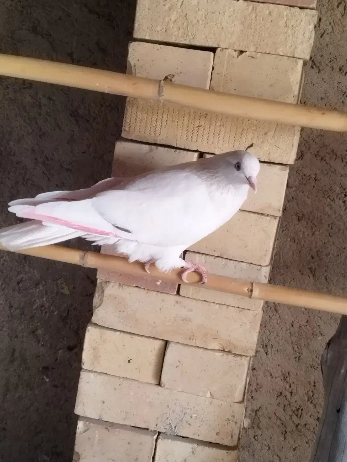 کبوتر غریب|پرنده|خان ببین, |دیوار