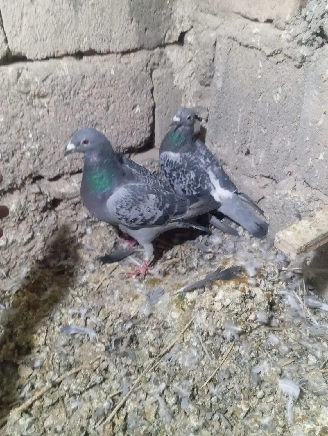 کبوتر مسافتی|پرنده|خاش, |دیوار