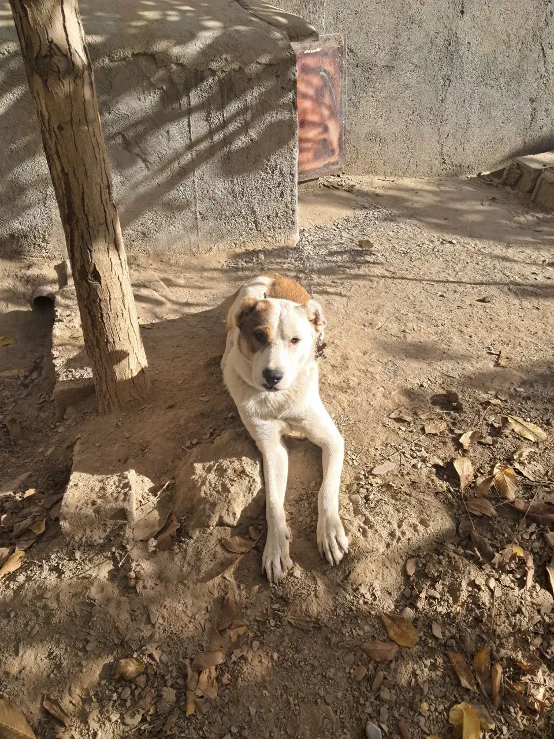 توله الابای ترکمن|سگ|مشهد, میان ولایت|دیوار