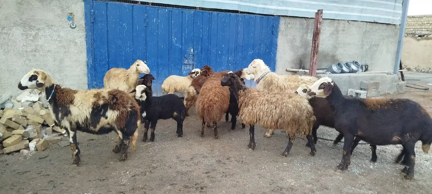 حیوانات|حیوانات مزرعه|بیرانوند, |دیوار