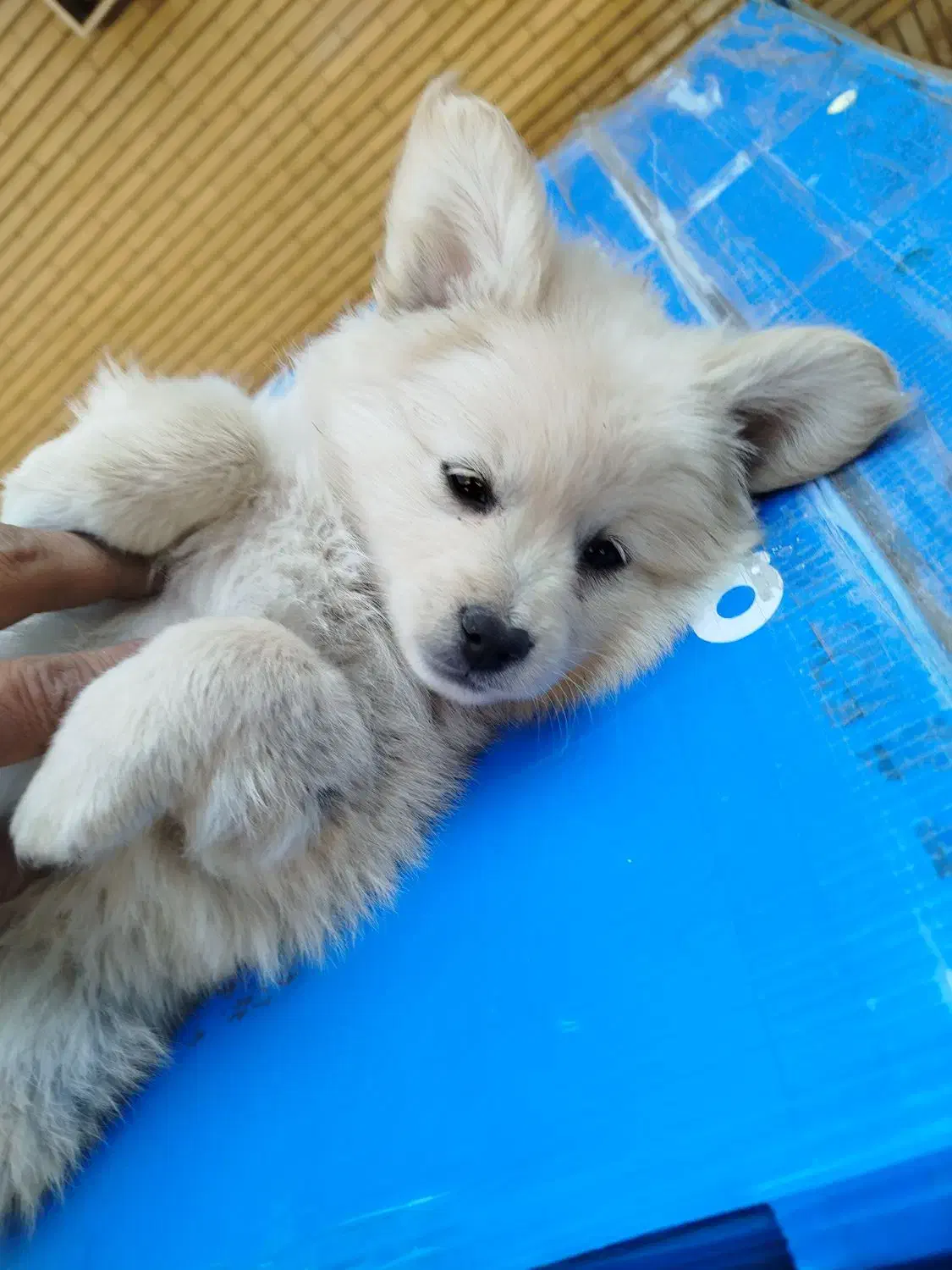 پامریعن عروسکی توله دو ماه|سگ|اصفهان, قائمیه|دیوار