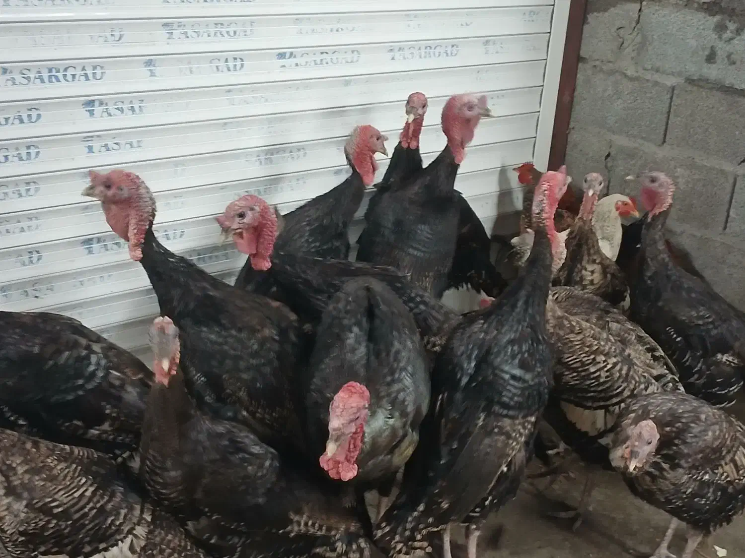 بوقلمون محلی خروس کبابی|حیوانات مزرعه|رضوانشهر, |دیوار