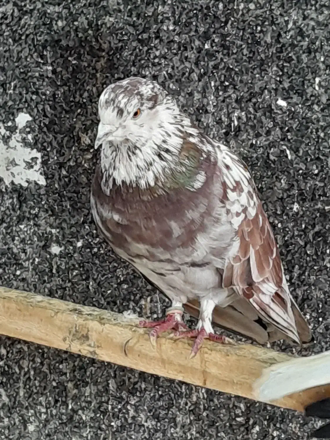 300کبوتریکجاوتک|پرنده|قائمشهر, |دیوار