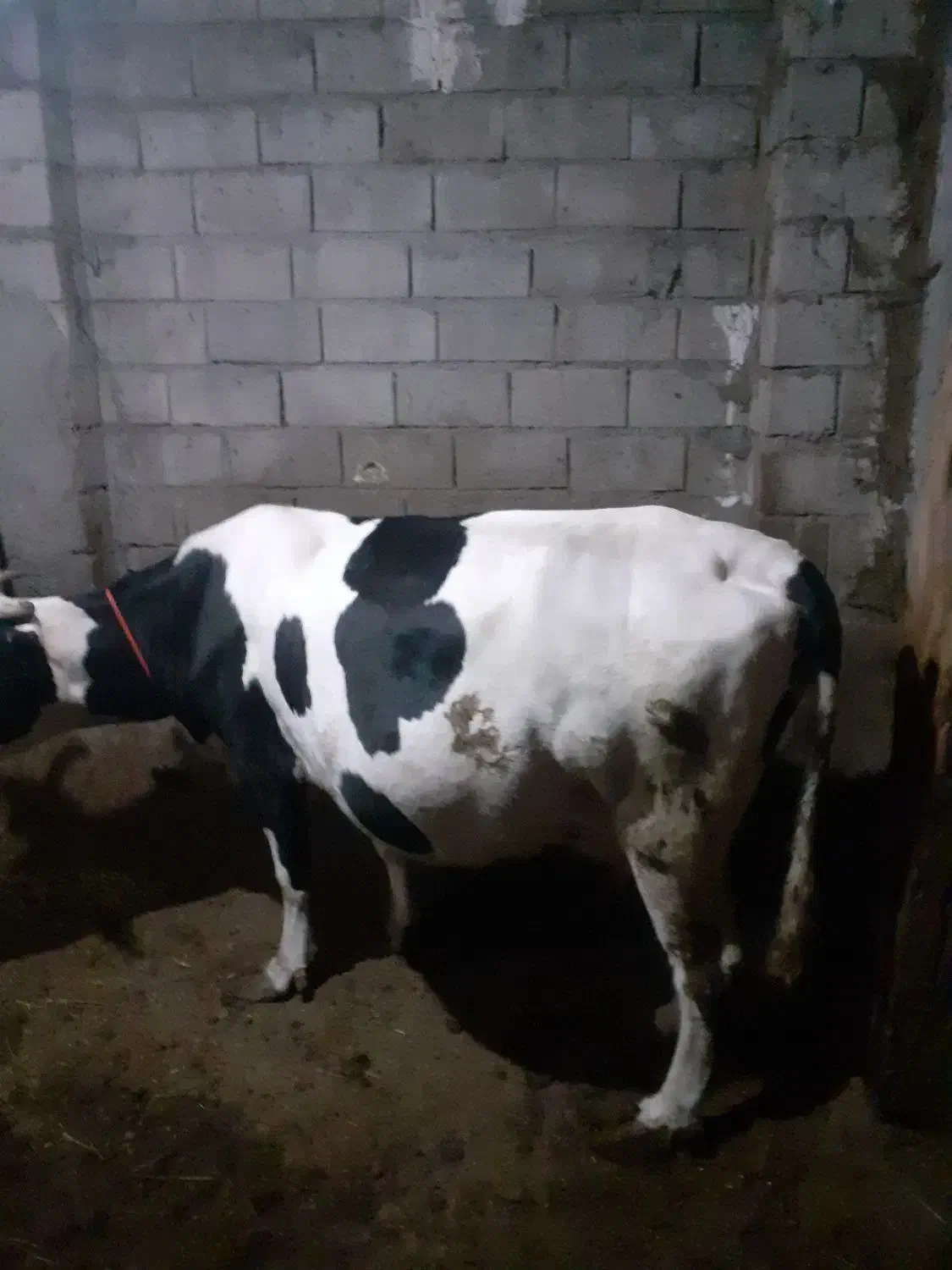 گاو ابستن شیری|حیوانات مزرعه|نیر (اردبیل), |دیوار