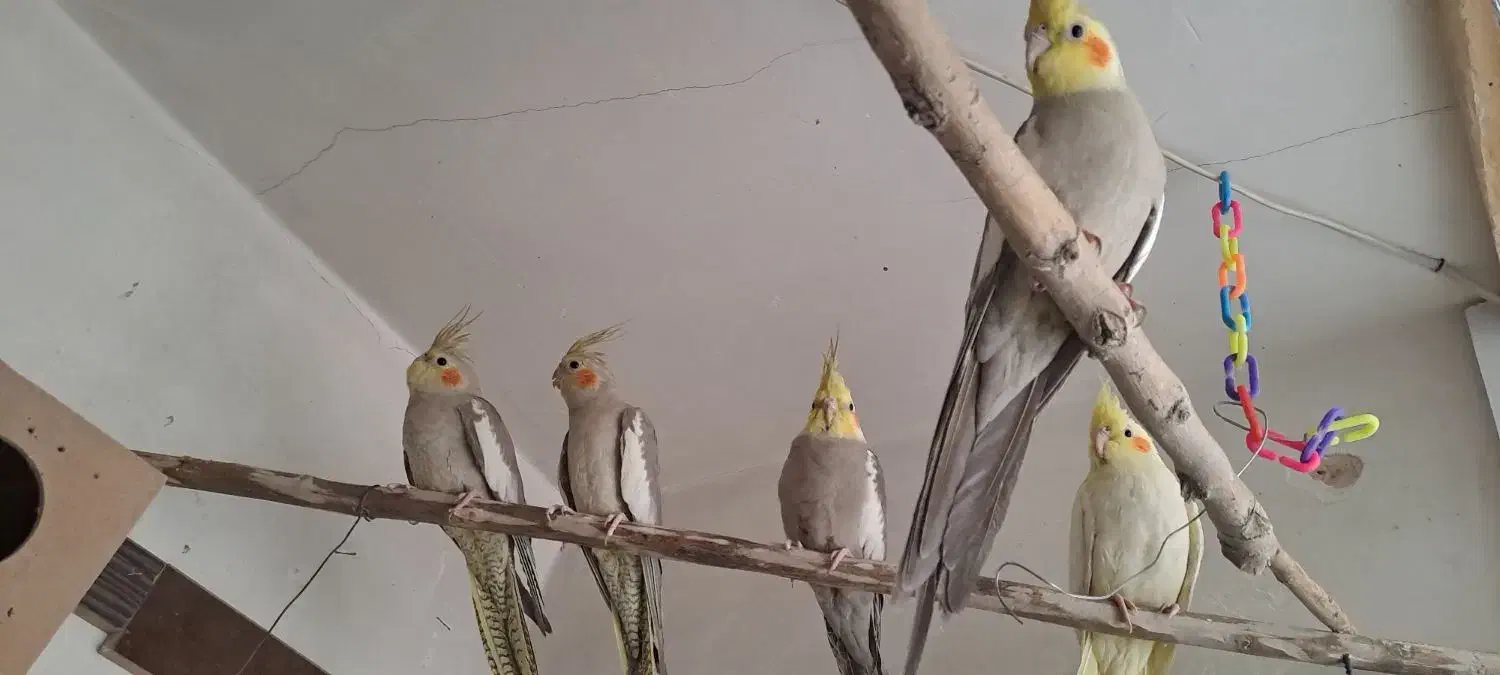 طوطی عروس هلندی جفت مولد|پرنده|همدان, |دیوار