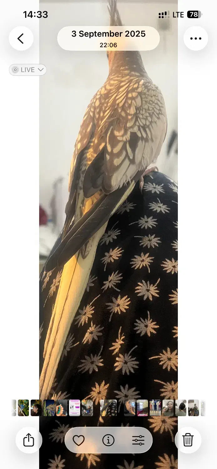 گل باقالی|حیوانات|شیراز, رکن‌آباد|دیوار