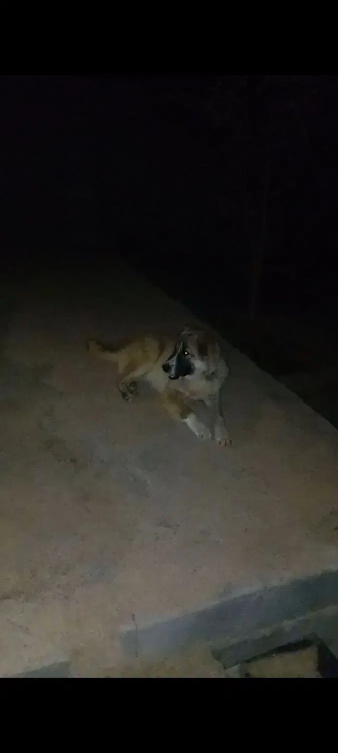 خرسانی|سگ|مشهد, درزآب|دیوار