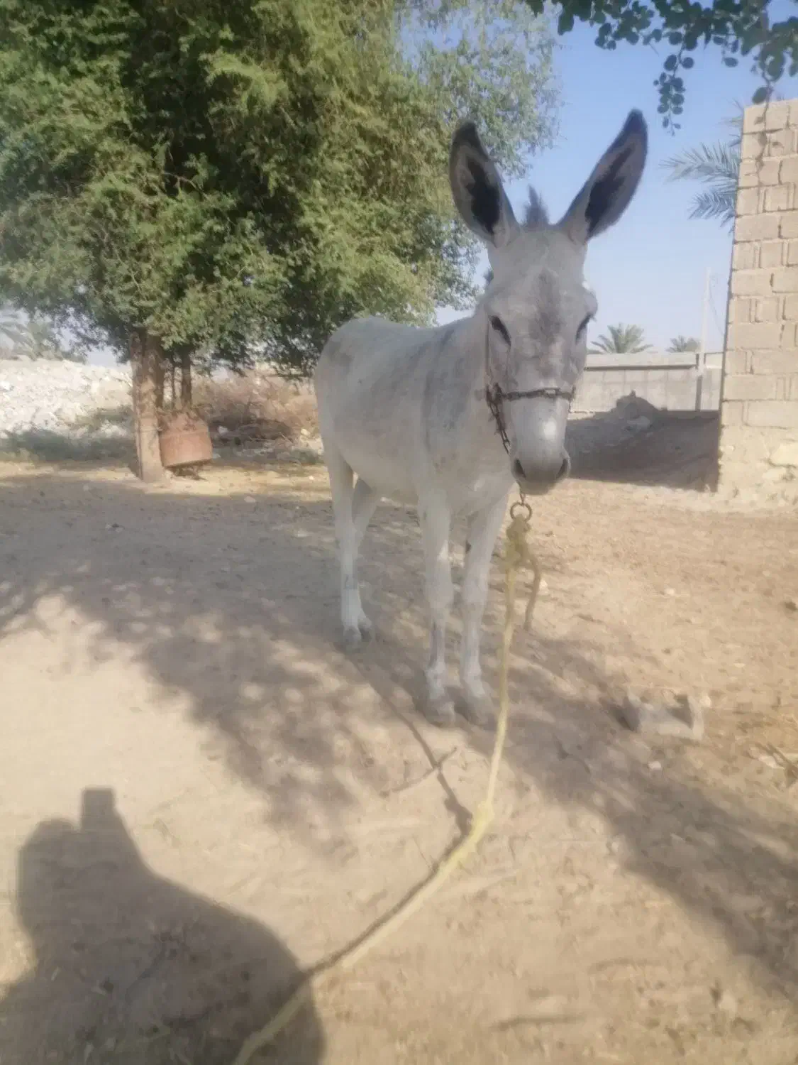 الاغ نر|حیوانات مزرعه|شبانکاره, |دیوار