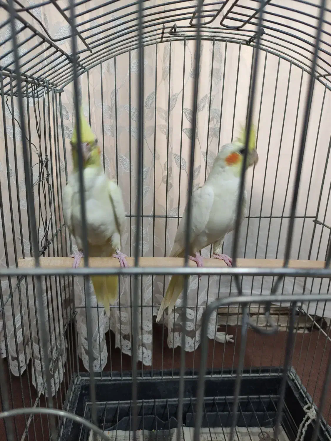 عروس هلندی لوتینو|پرنده|ری, فیروزآبادی|دیوار