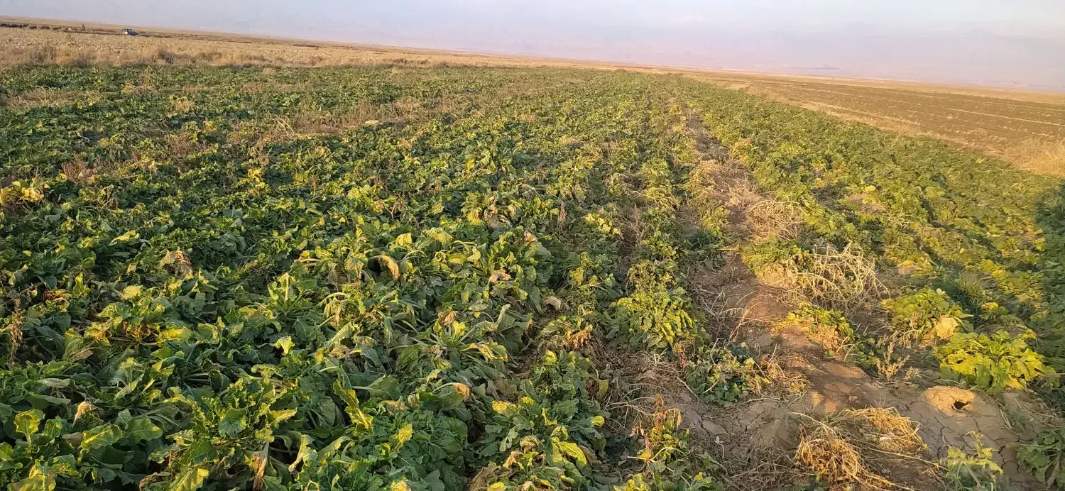 چغندر دامی|حیوانات مزرعه|قوچان, |دیوار