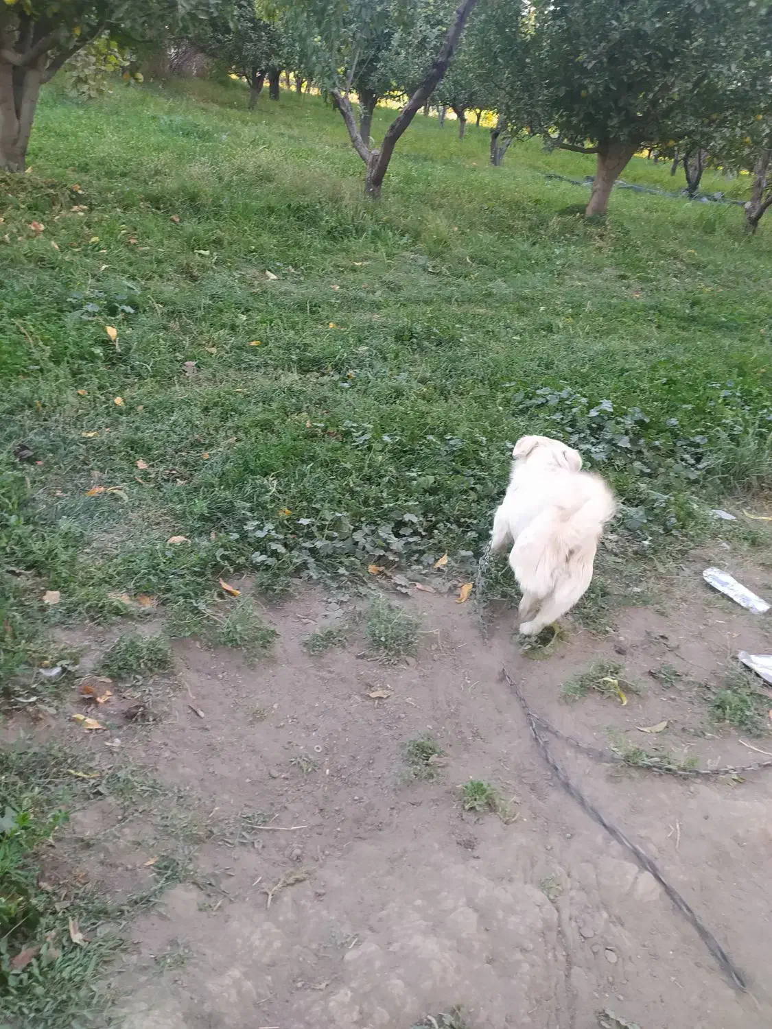 سگ پاکوتاه ۱۱ماهه|سگ|محمدبار, |دیوار