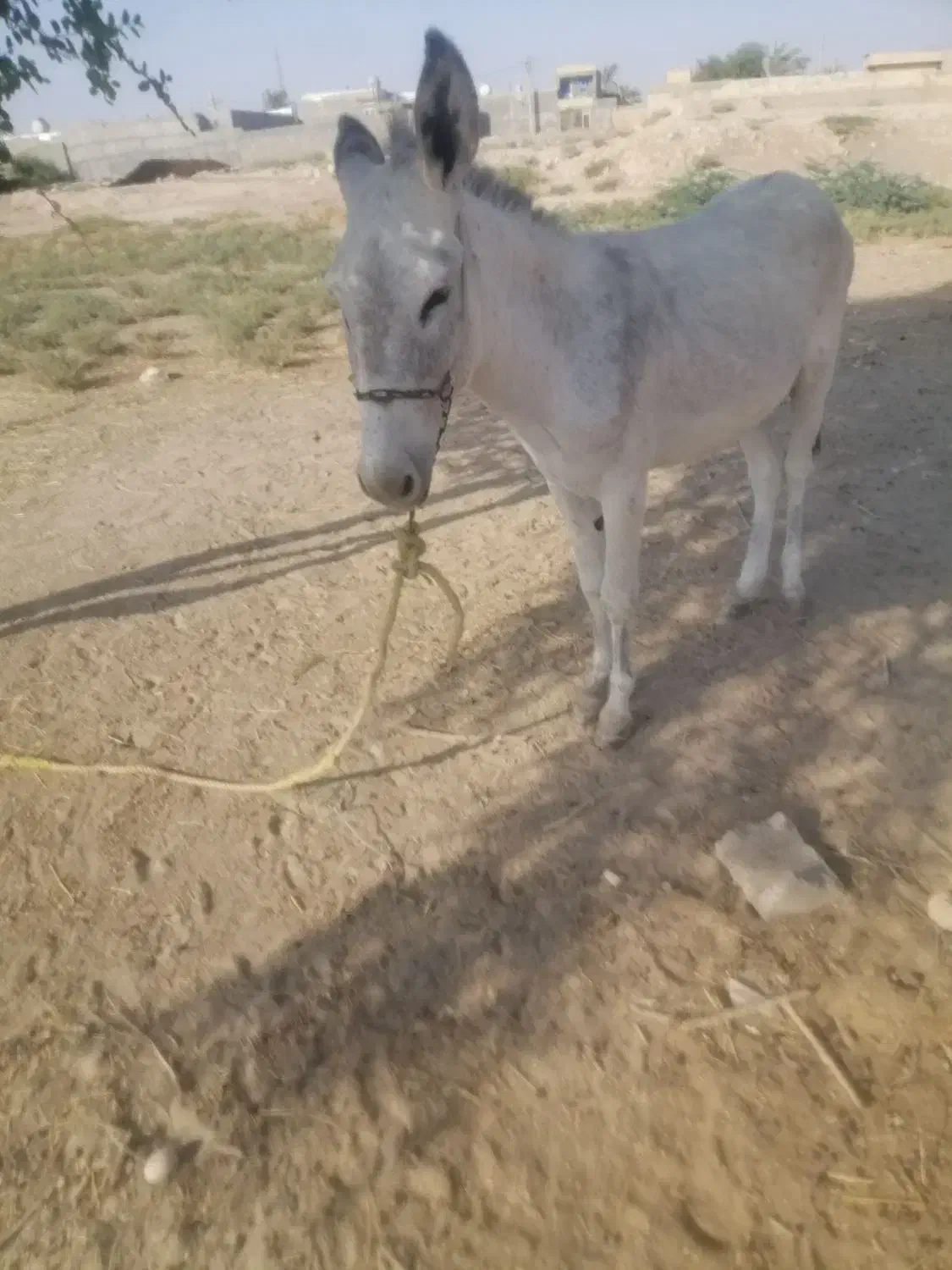 الاغ نر|حیوانات مزرعه|شبانکاره, |دیوار