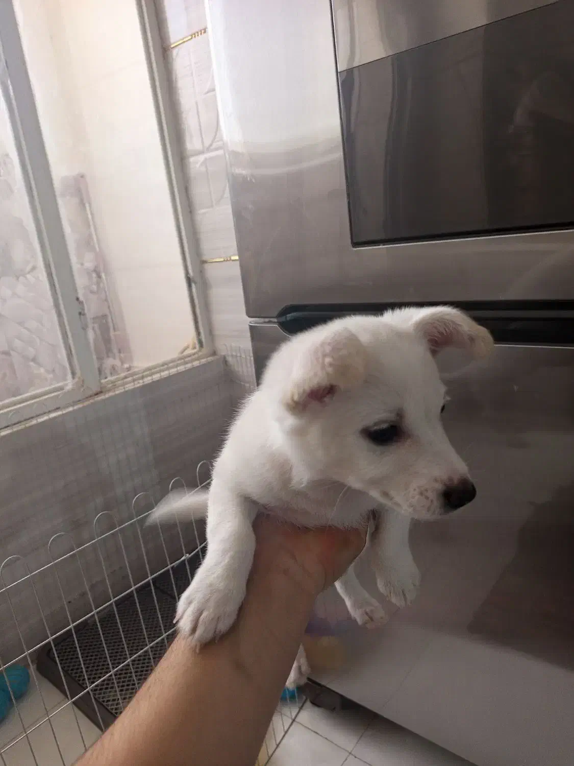 سگ پامر|سگ|صباشهر, |دیوار