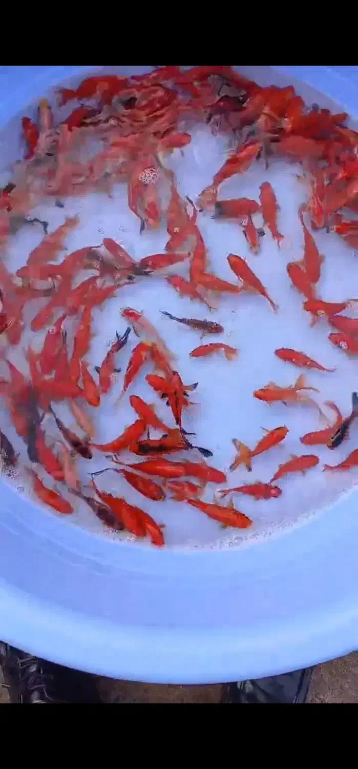 فروش عمده ماهی قرمز و گلفیش شب عیدی و مخصوص شکار|ماهی|گنبد کاووس, |دیوار