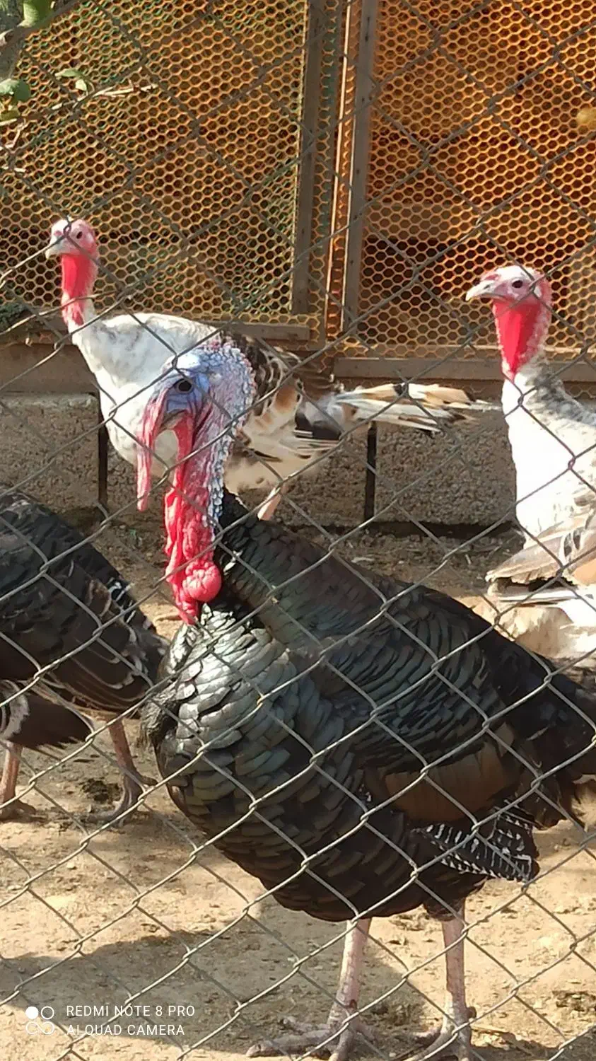 بوقلمون نر و ماده پارساله و امساله|حیوانات مزرعه|رودسر, |دیوار