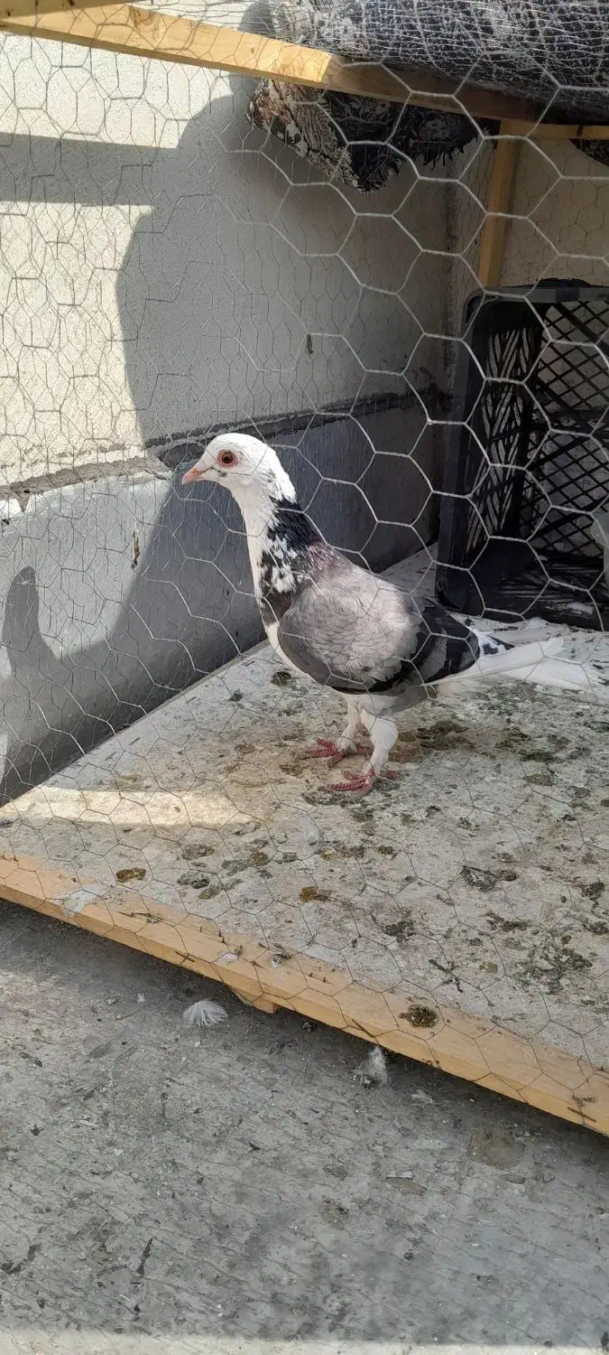 عبلق نر|پرنده|نگین شهر, |دیوار