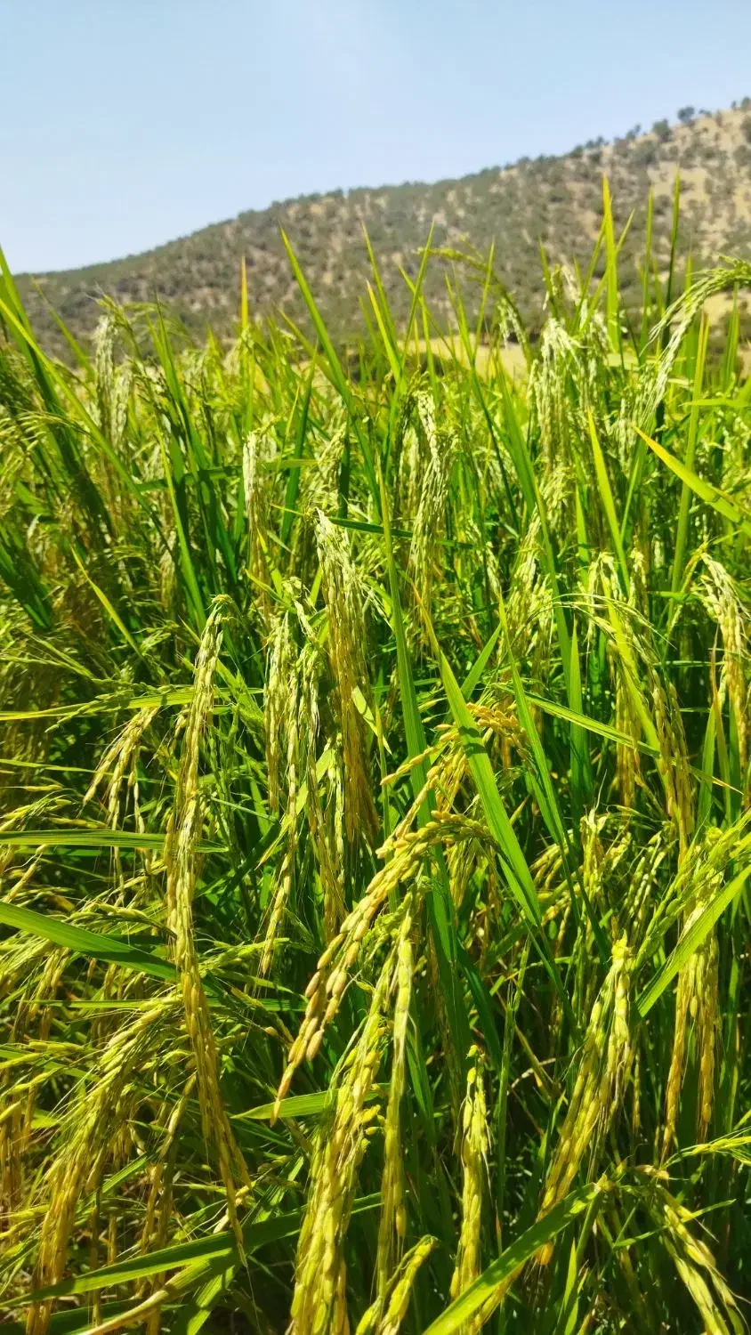 دوم سیاه|پرنده|ویسیان, |دیوار