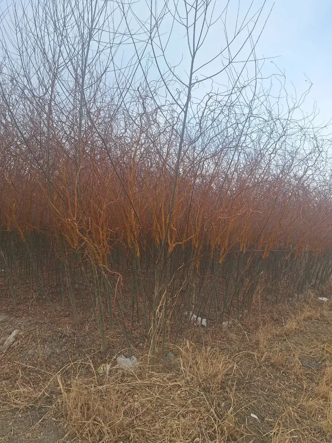 بید مجنون پیوندی طلایی سبز فر سبز|خدمات باغبانی و درختکاری|شاندیز, |دیوار