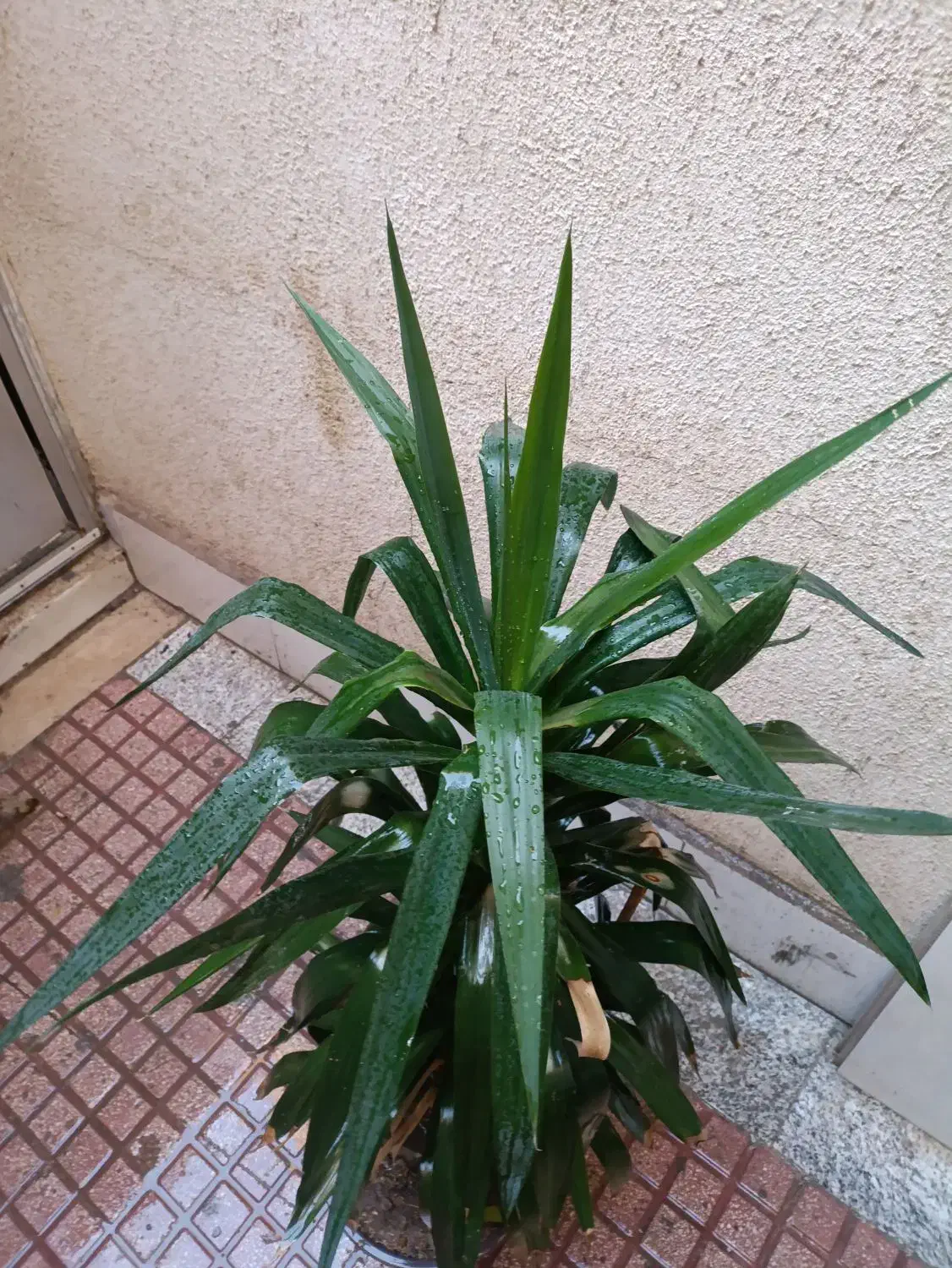 گل یوکا طبیعی|گل و گیاه طبیعی|قدس, شهرقدس|دیوار