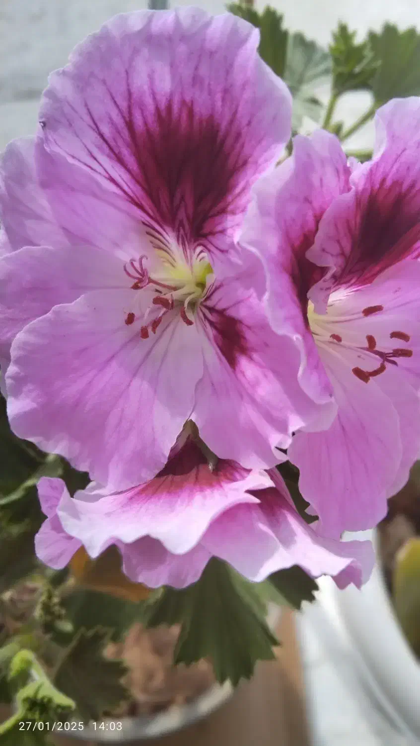 کار در منزل|استخدام بازاریابی و فروش|کلیبر, |دیوار