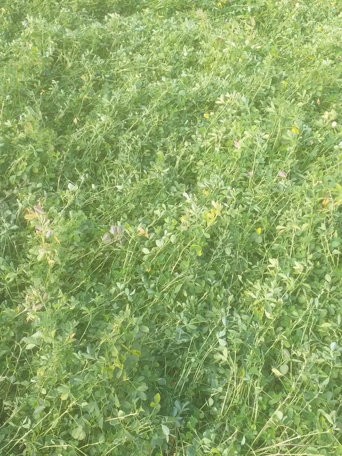 فروش علف یونجه خالص|حیوانات مزرعه|بناب, |دیوار