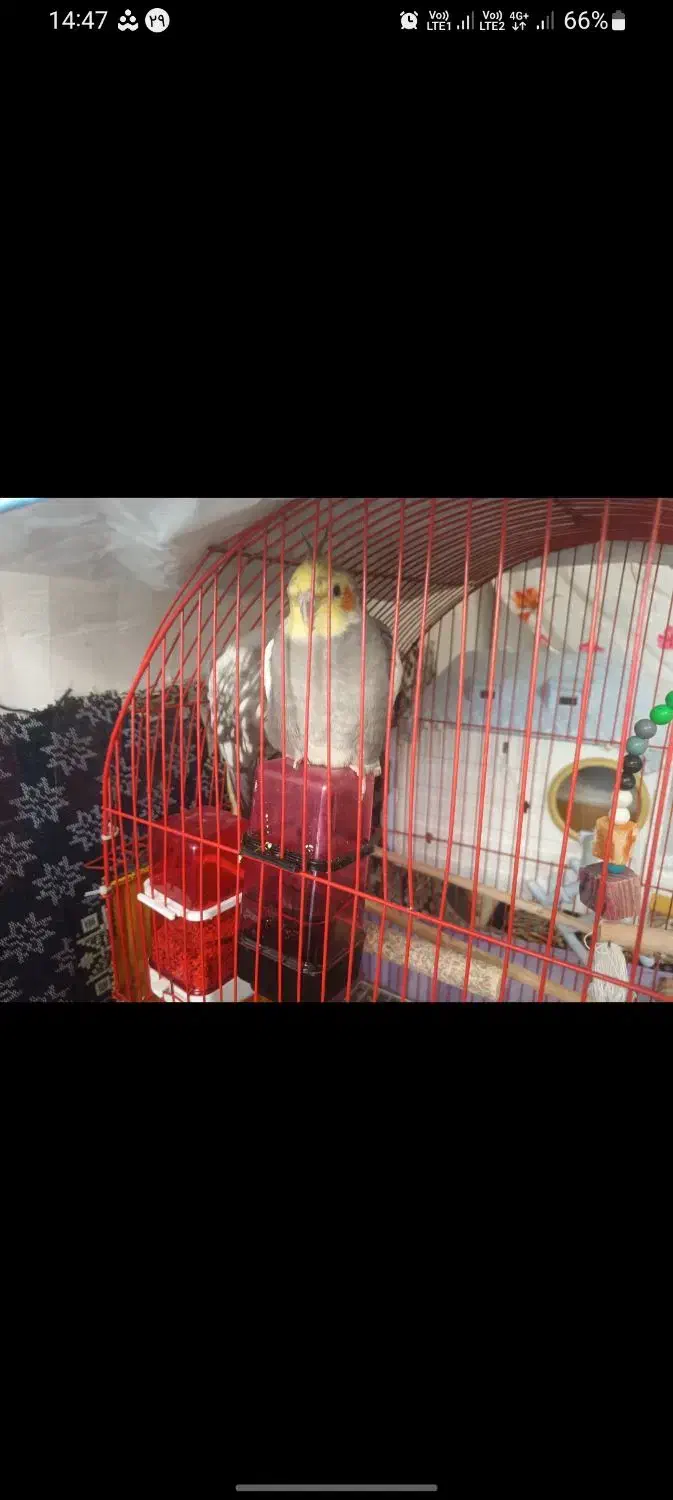 عروس هلندی|پرنده|اردبیل, |دیوار