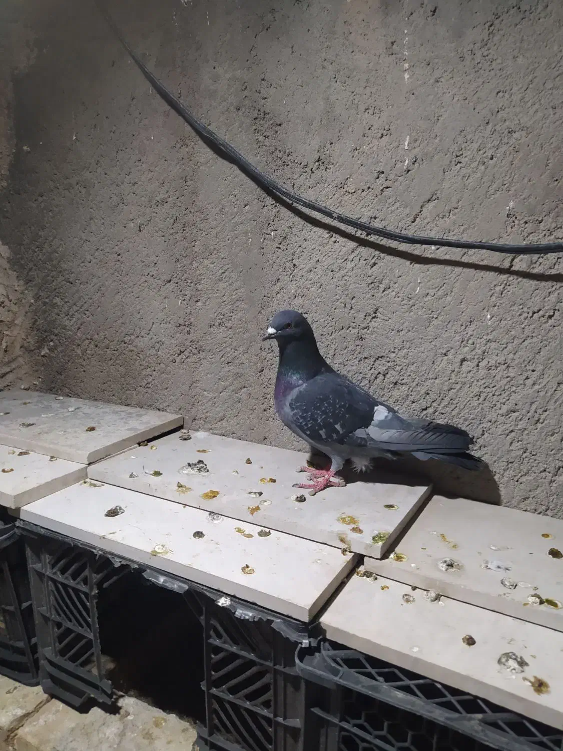 کفتر|حیوانات|قم, قلعه کامکار|دیوار