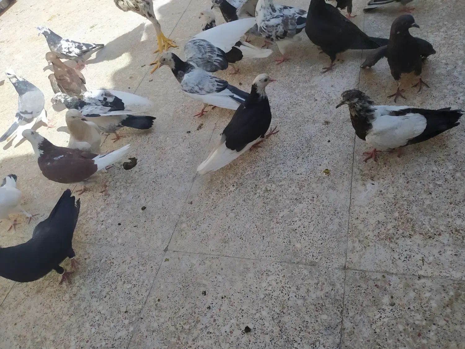 کبوتر|پرنده|قم, جمکران|دیوار