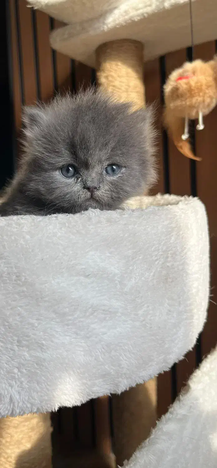 گربه بلو چشم پرتقالی اصیل|گربه|چالوس, |دیوار