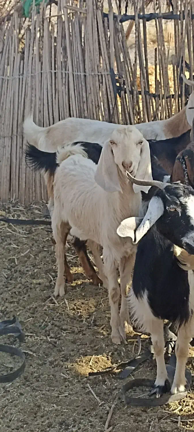 فروش تروشت سرحال و چابک یک ساله|حیوانات مزرعه|جازموریان, |دیوار