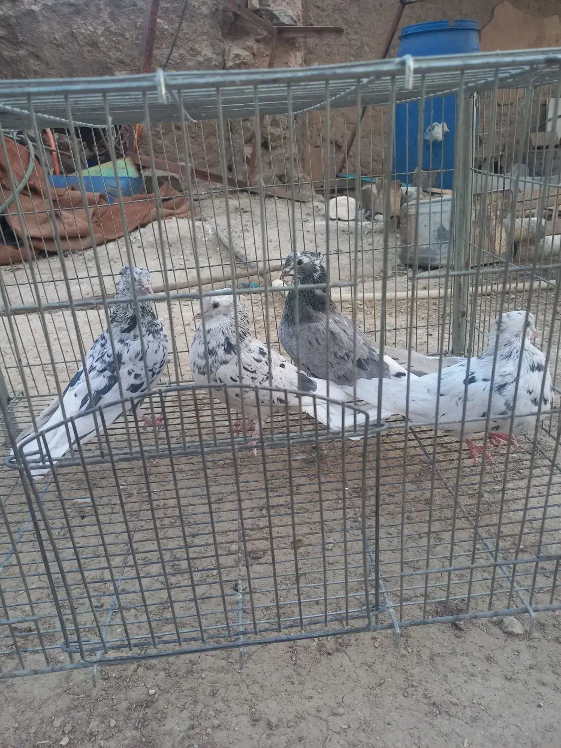 دم سفید|پرنده|مسجد سلیمان, |دیوار