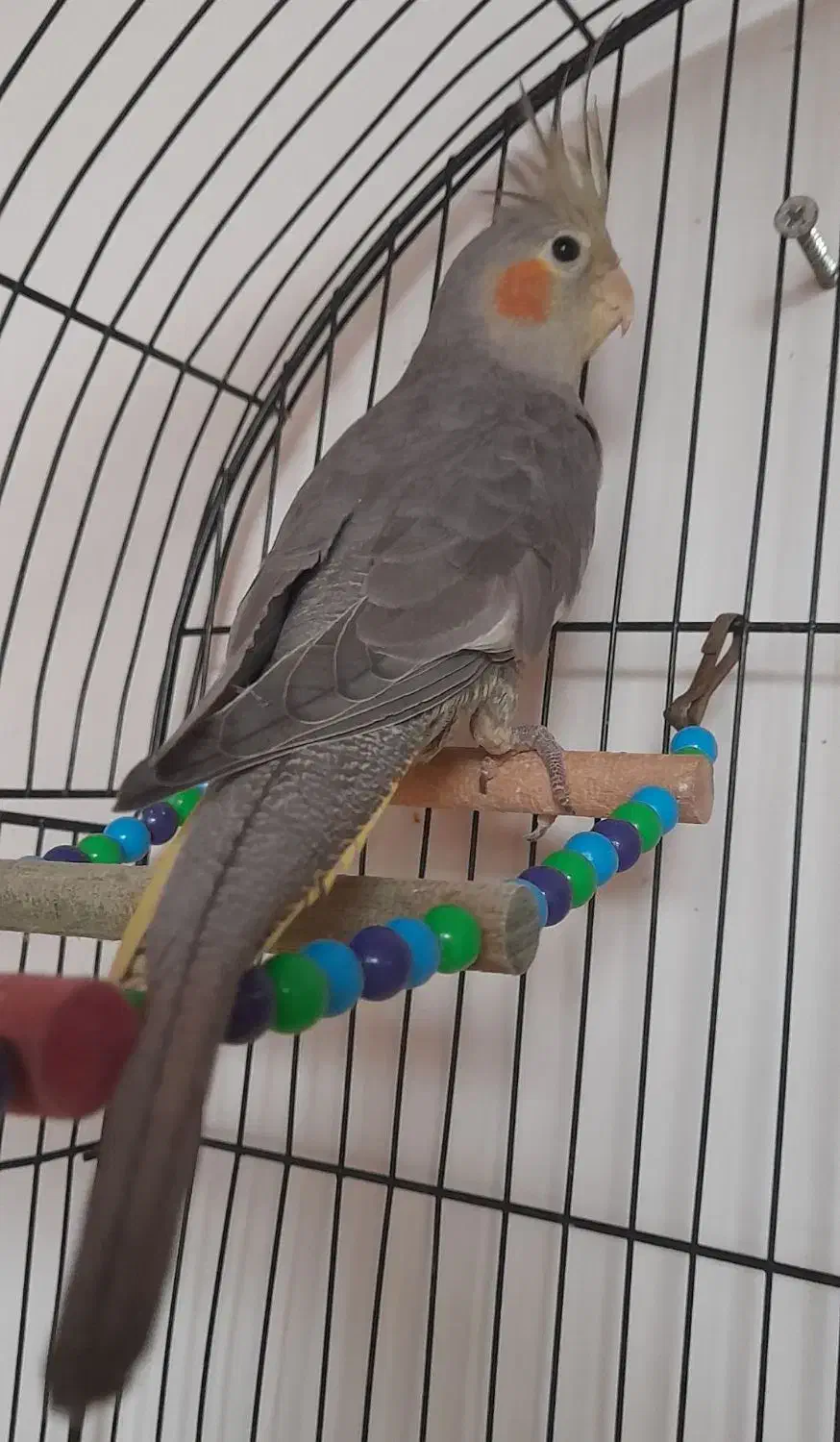 عروس هلندی ماده ۵۰۰|پرنده|رشت, گلسار|دیوار