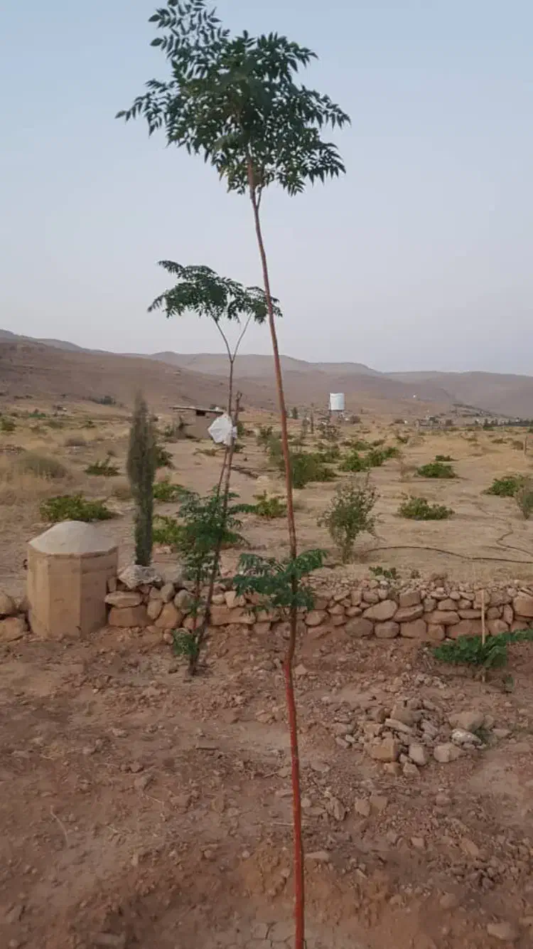 باغ انگور ۳۶۰ متری|فروش زمین و ملک کلنگی|شیراز, حومه شیراز|دیوار