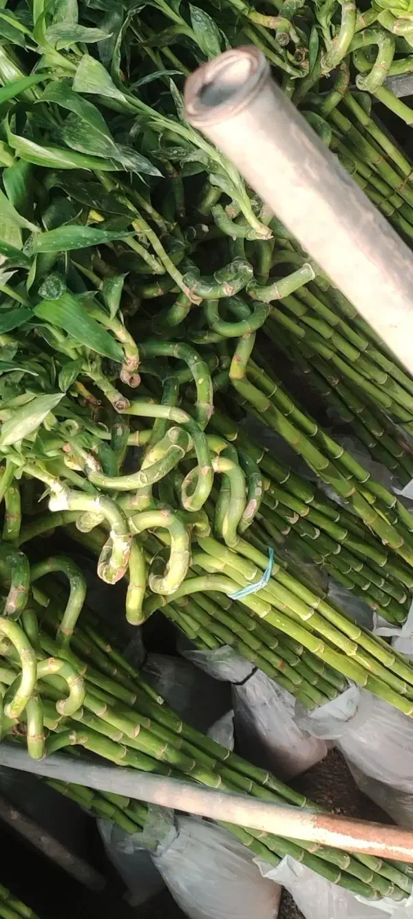 بامبو .گل گلدان بامبو|گل و گیاه طبیعی|ورامین, ورامین|دیوار