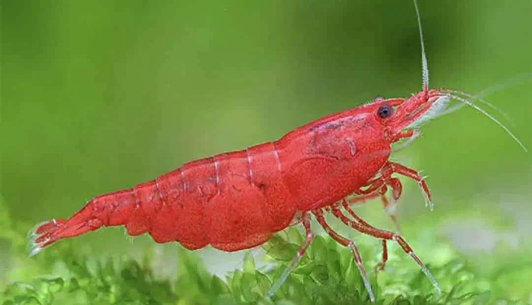 شریمپ آب شیرین|ماهی|سیرجان, |دیوار