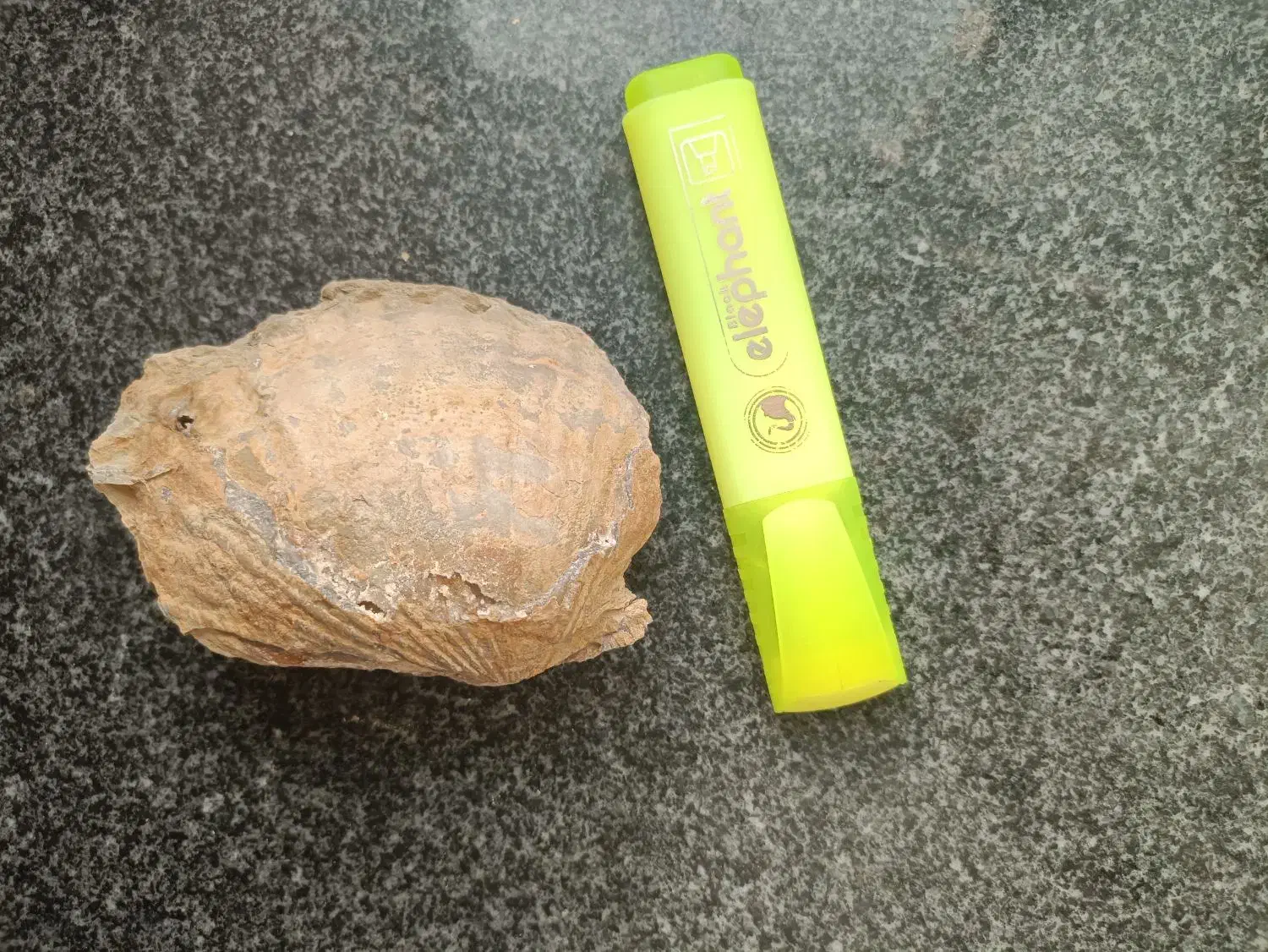 فسیل دو کفه ای مربوط به ژوراسیک ایران|کلکسیون اشیاء عتیقه|طبس, |دیوار