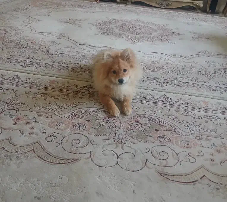 پامرین روباهی|سگ|شاهینشهر, خانه کارگر|دیوار