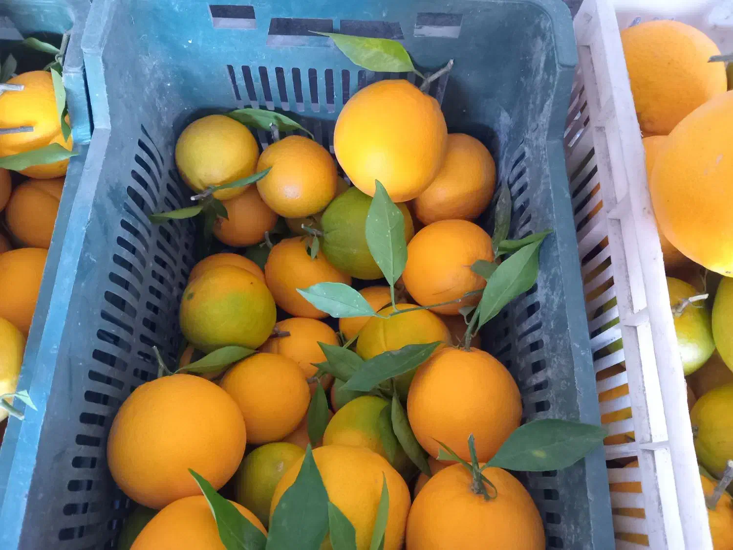 پرتقال تامسون|خوردنی و آشامیدنی|قائم‌شهر, |دیوار