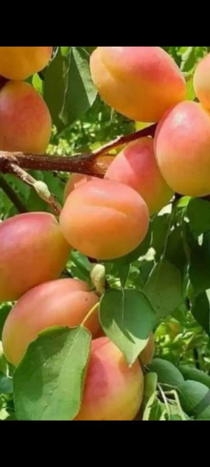 نهال درخت ۳ ساله گلدانی آماده کاشت|خدمات باغبانی و درختکاری|اصفهان, شهرک کاوه|دیوار