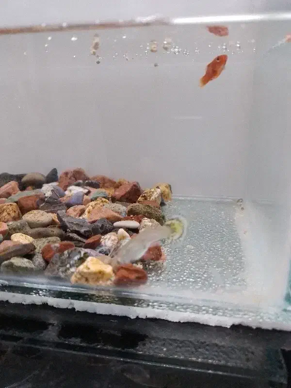 گپی.پلاتی|ماهی|مشهد, محمدآباد|دیوار