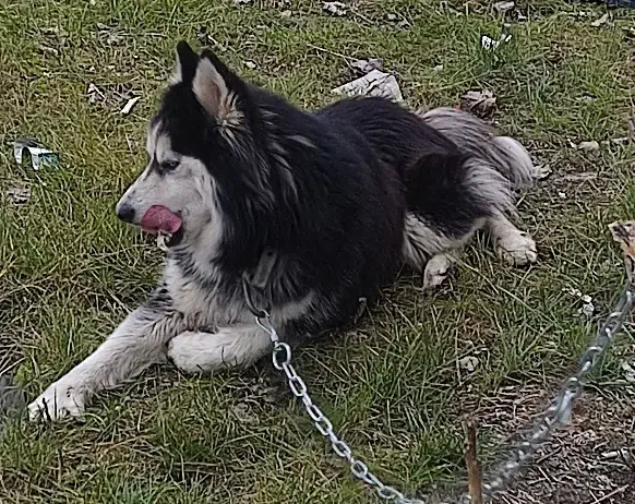 سگ هاسکی مالاموت|سگ|بندر انزلی, چهارفریضه|دیوار