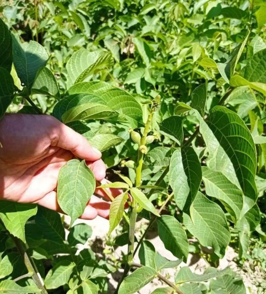 نهال گردو|حراج|بروجرد, |دیوار