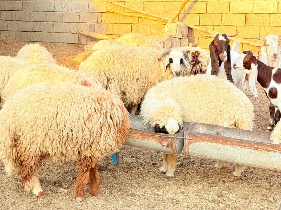 ۱۸عددبره۱۷ماده یک نر داشتی|حیوانات مزرعه|چمران, |دیوار