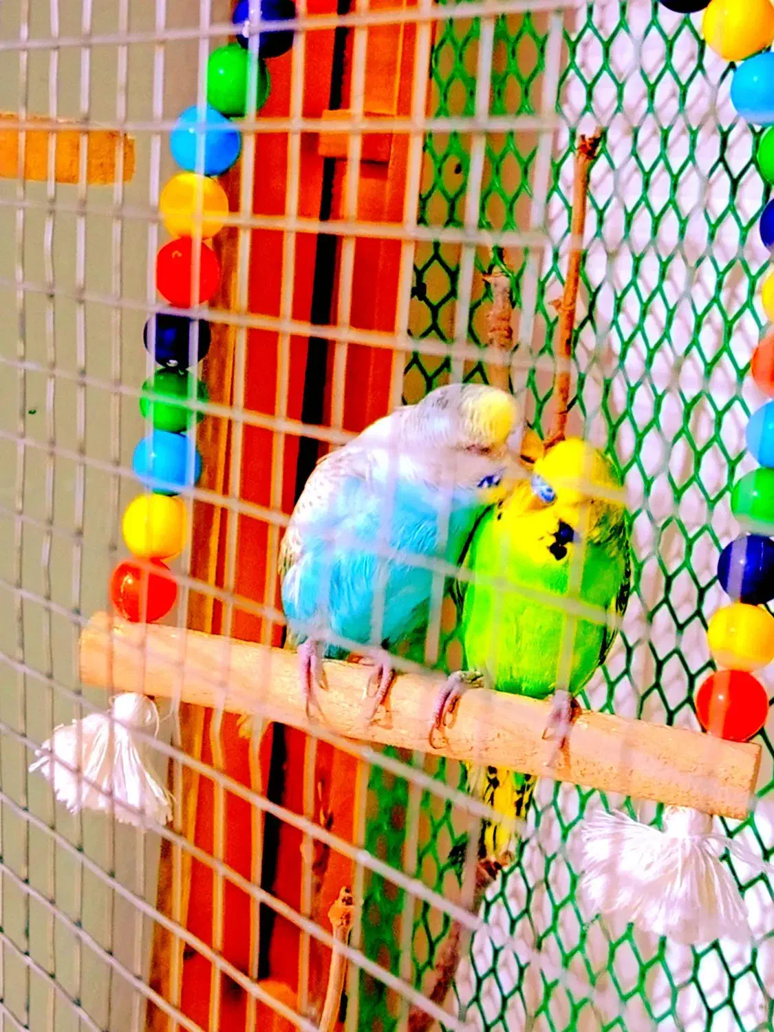 ی جفت مرغ عشق|پرنده|خوی, |دیوار