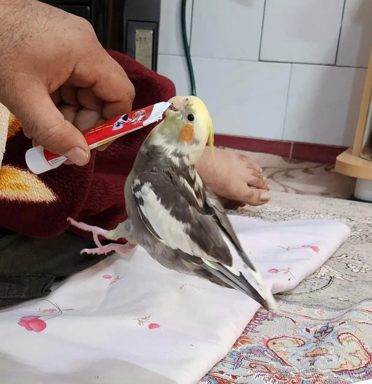 پرنده گمشده|پرنده|بروجن, |دیوار