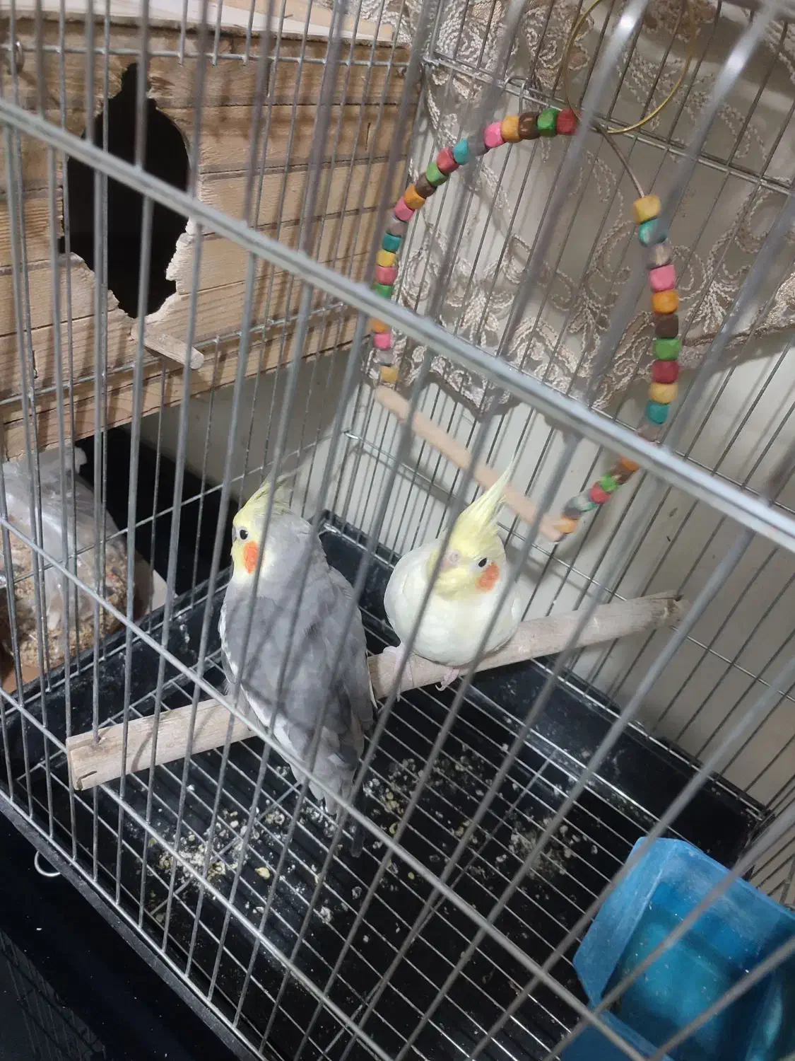 یک جفت عروس هلندی|پرنده|قدس, شهر‌قدس|دیوار