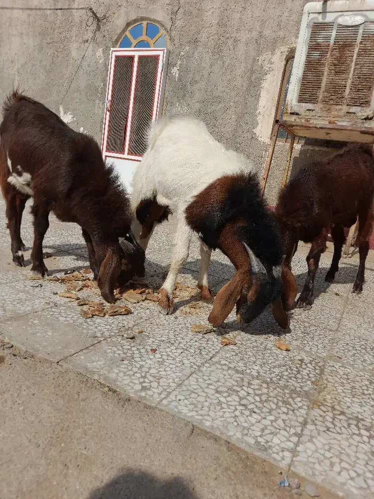 نربز|حیوانات مزرعه|زاهدان, |دیوار