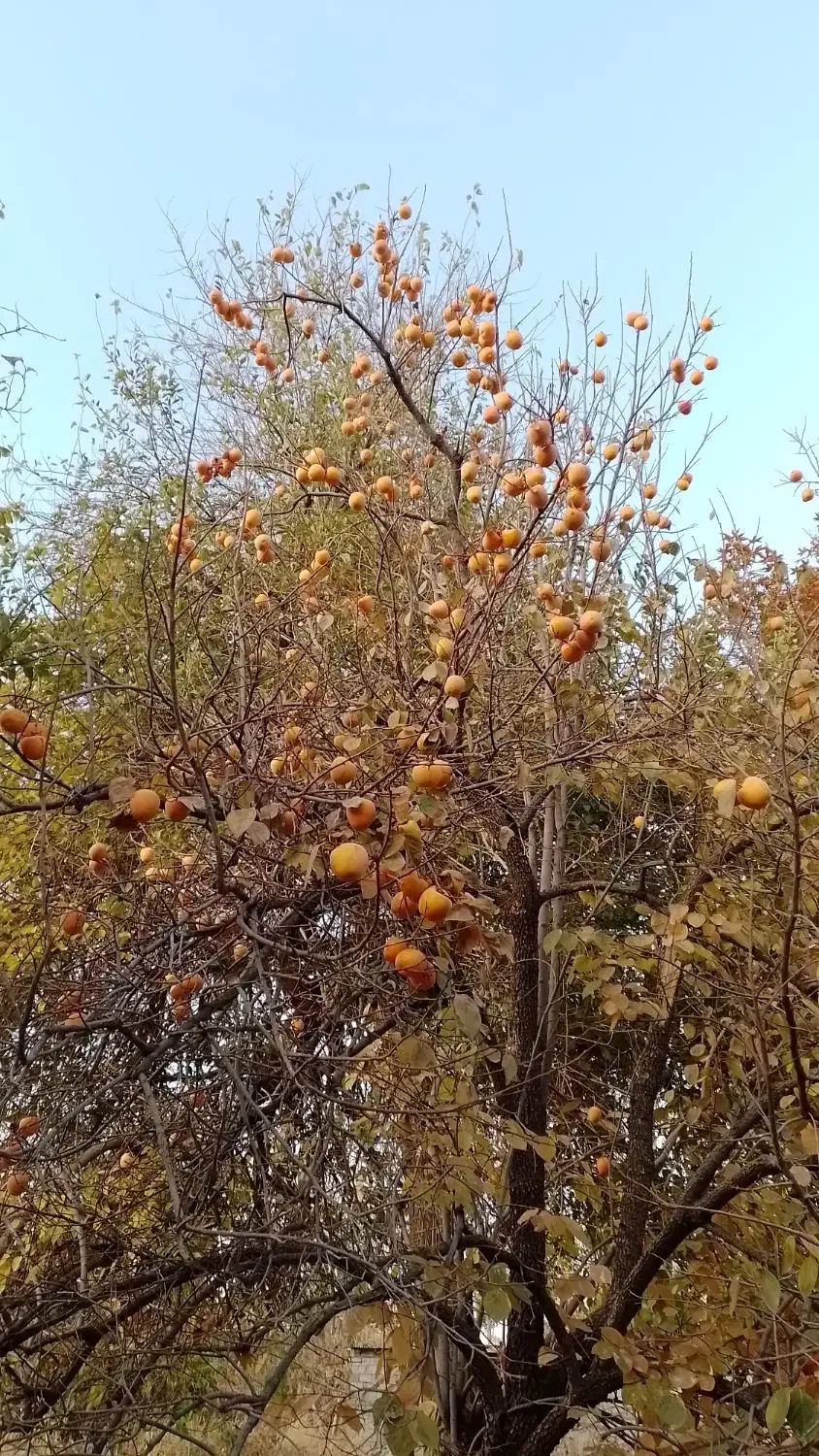 پرورش و فروش بوقلمون شراکتی|حیوانات مزرعه|دینور, |دیوار