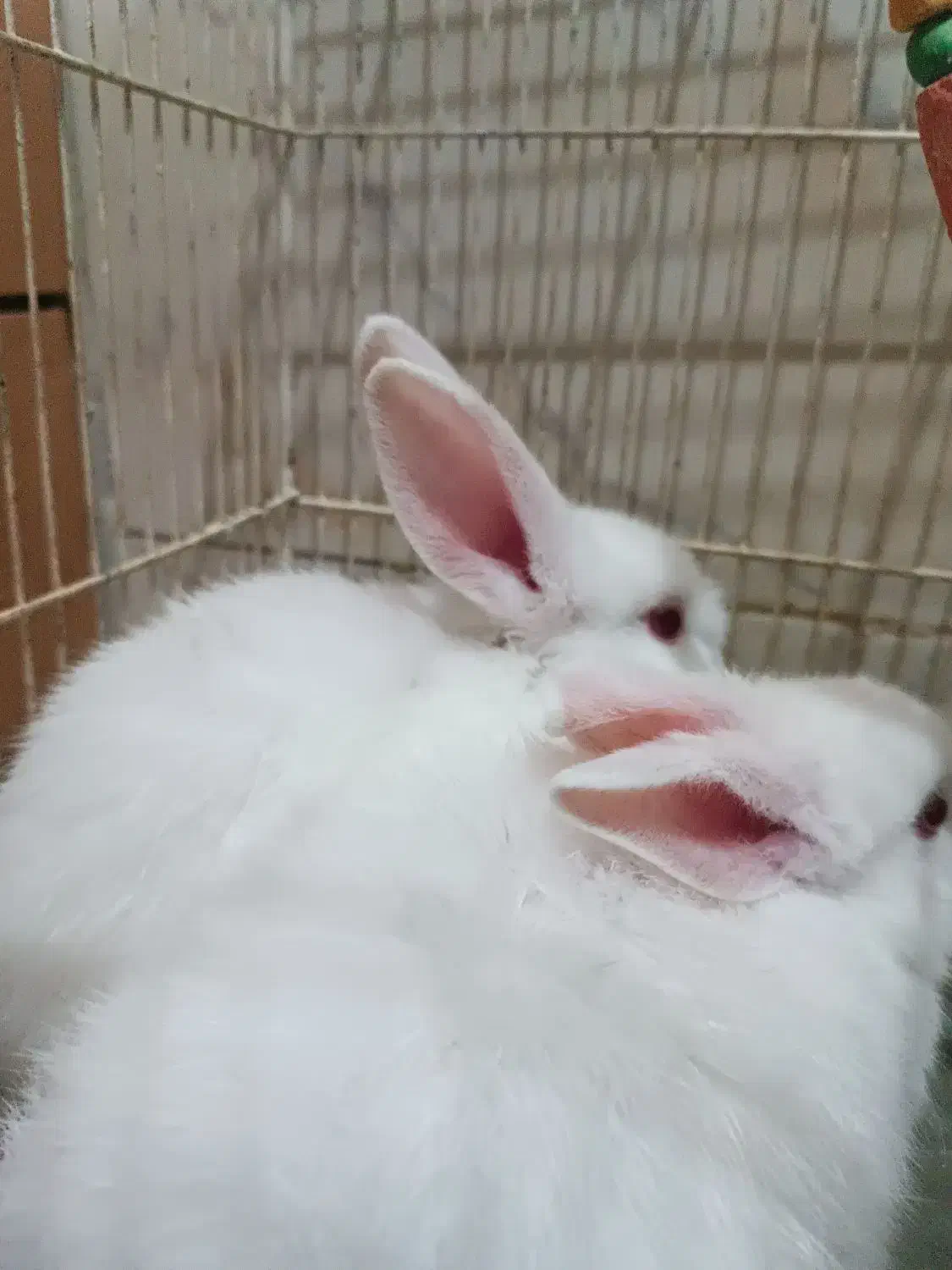 خرگوش|موش و خرگوش|نیشابور, دارایی|دیوار