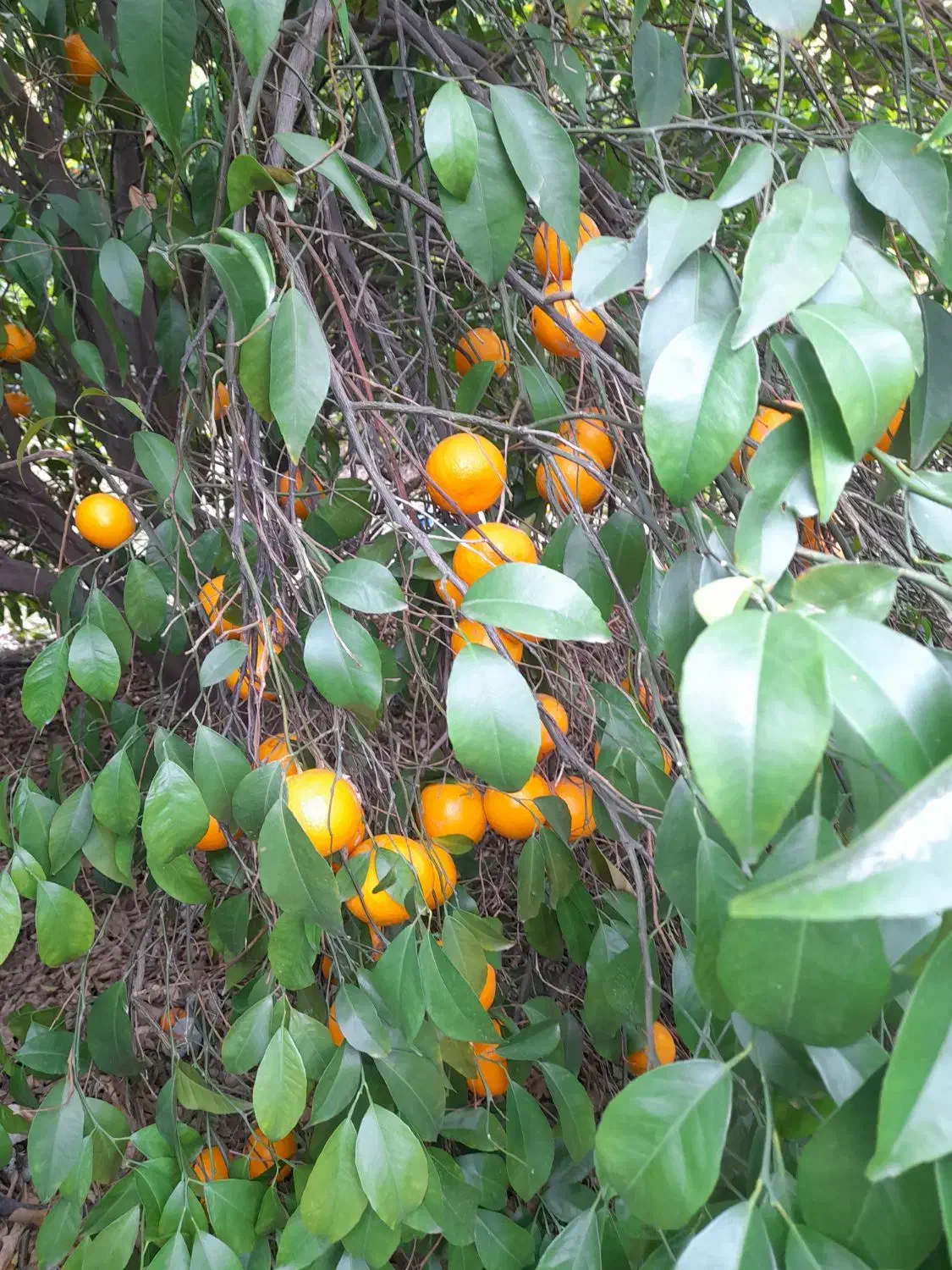 اجاره باغ|اجارهٔ کوتاه‌مدت ویلا و باغ|کازرون, |دیوار